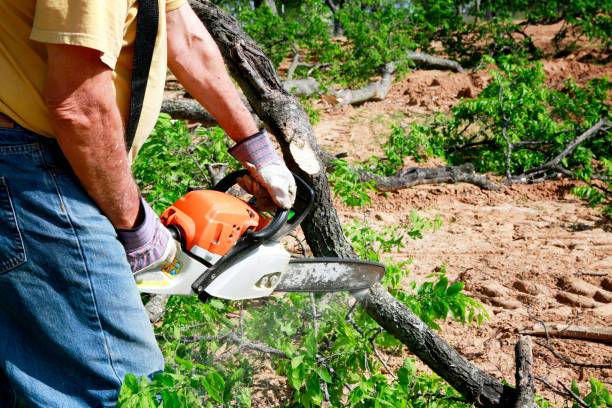 Tree Service Company in Sans Souci, SC